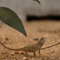 Calotes versicolor Daudin, 1802